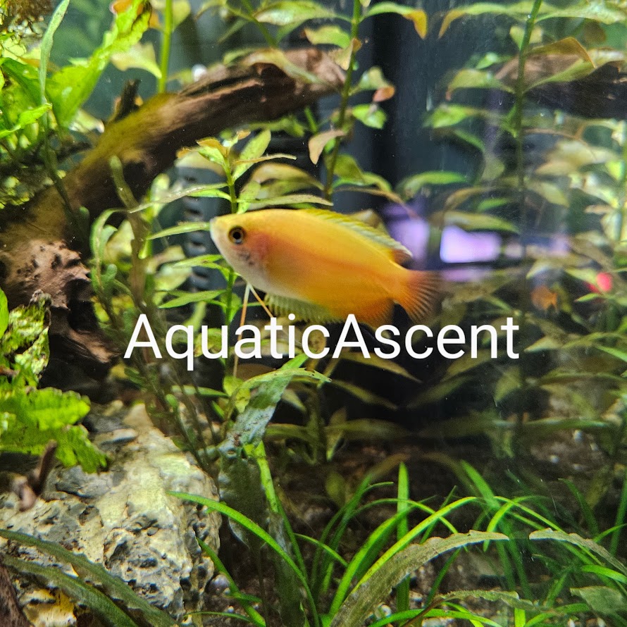 Aquatic Ascent